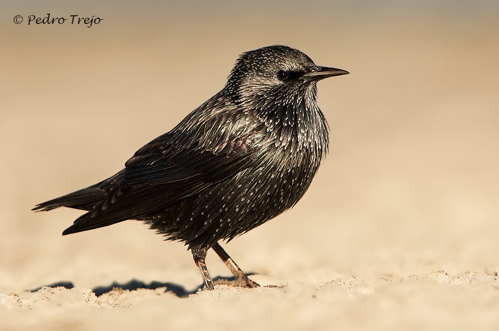 Estornino negro (Sturnus unicolor)